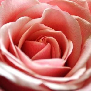 Meet your Posher, June