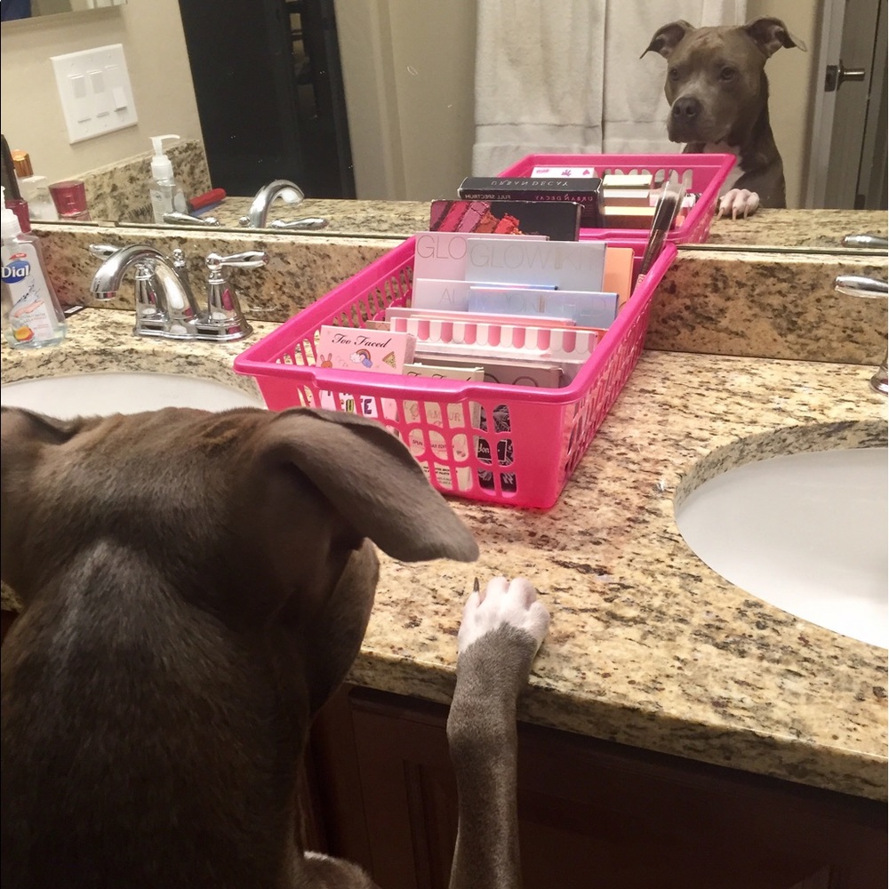 💞 Haha!! Getting into my moms Palettes #doglife💞