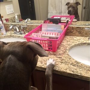 💞 Haha!! Getting into my moms Palettes #doglife💞