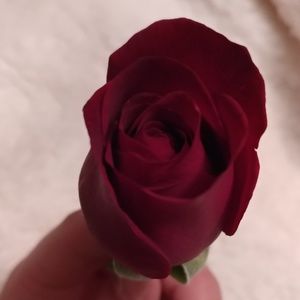 Meet your Posher, Ivy