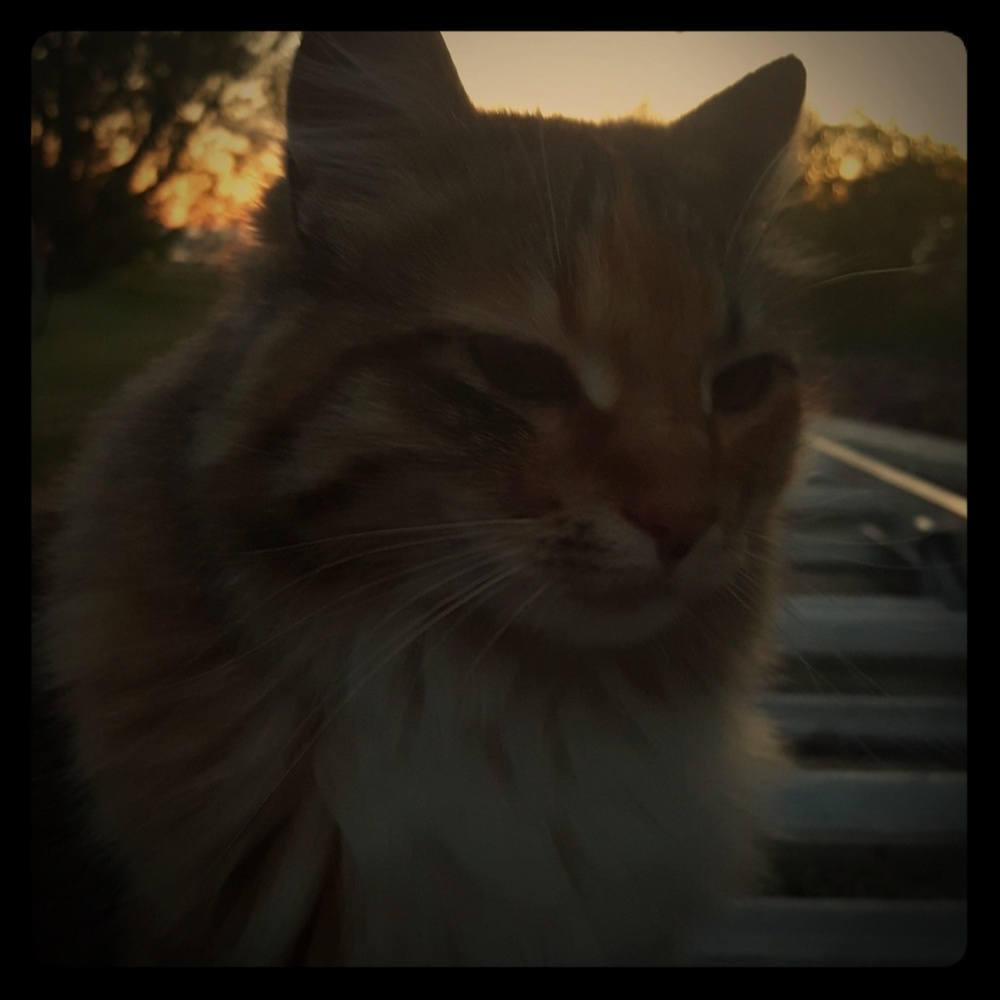 Meet your Posher, Mel