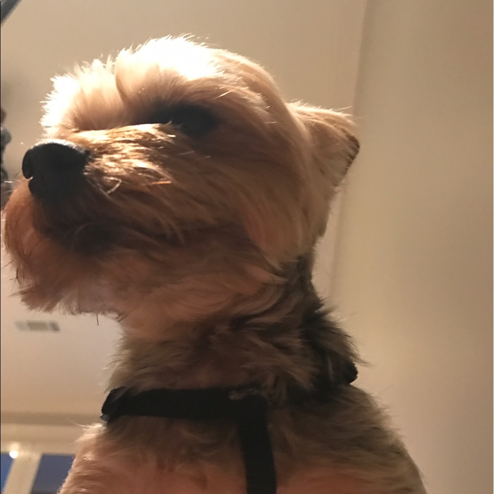 Meet your Posher, Allison