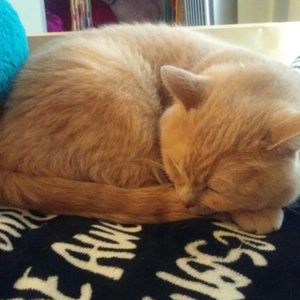 Meet your Posher, Maya