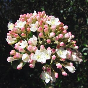 Meet your Posher, Sami