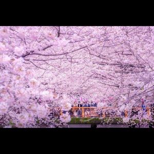 Meet your Posher, Lining