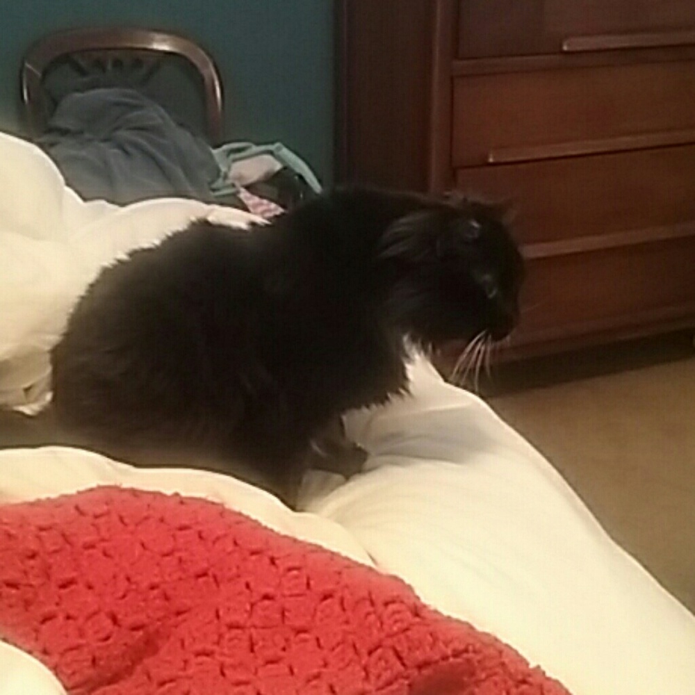 Meet your Posher, Kim