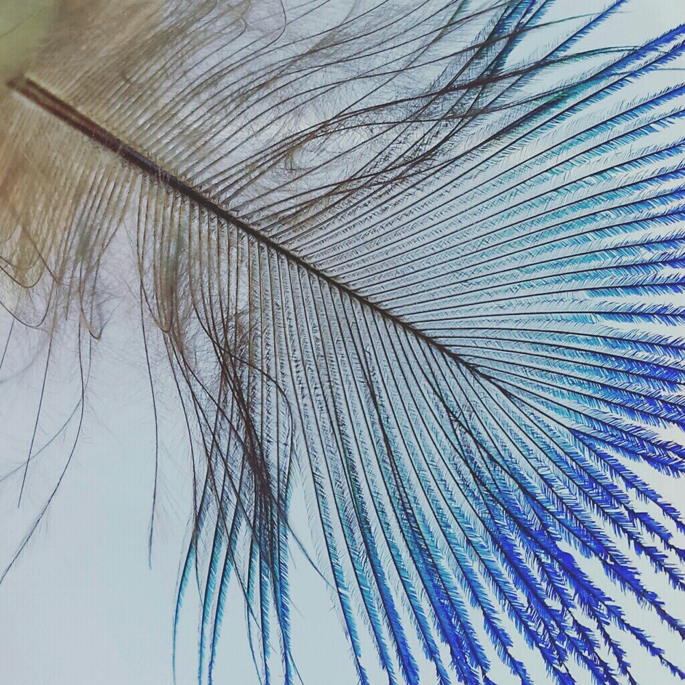 Meet your Posher, Destiny