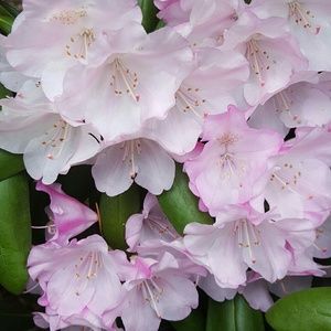 Meet your Posher, Gina