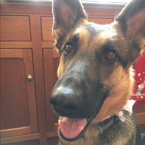 Meet your Posher, Maggie