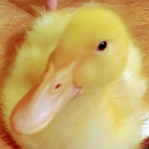 Meet your Posher, Cherie