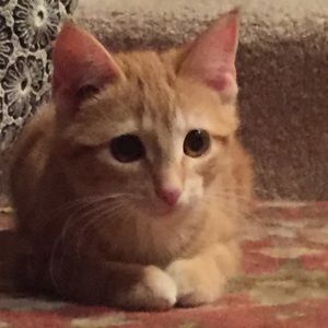 Meet your Posher, Karlee