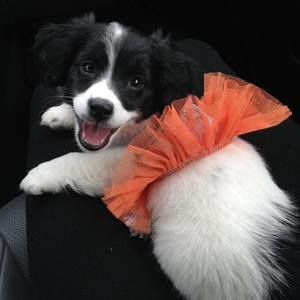 Meet your Posher, Ronda