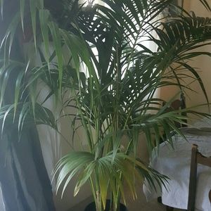 Kenya palm