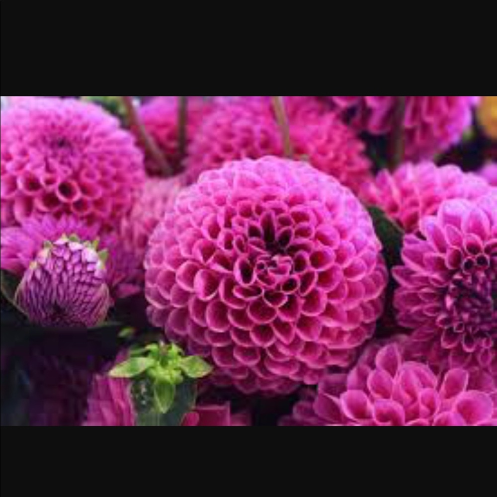 Meet your Posher, Suni