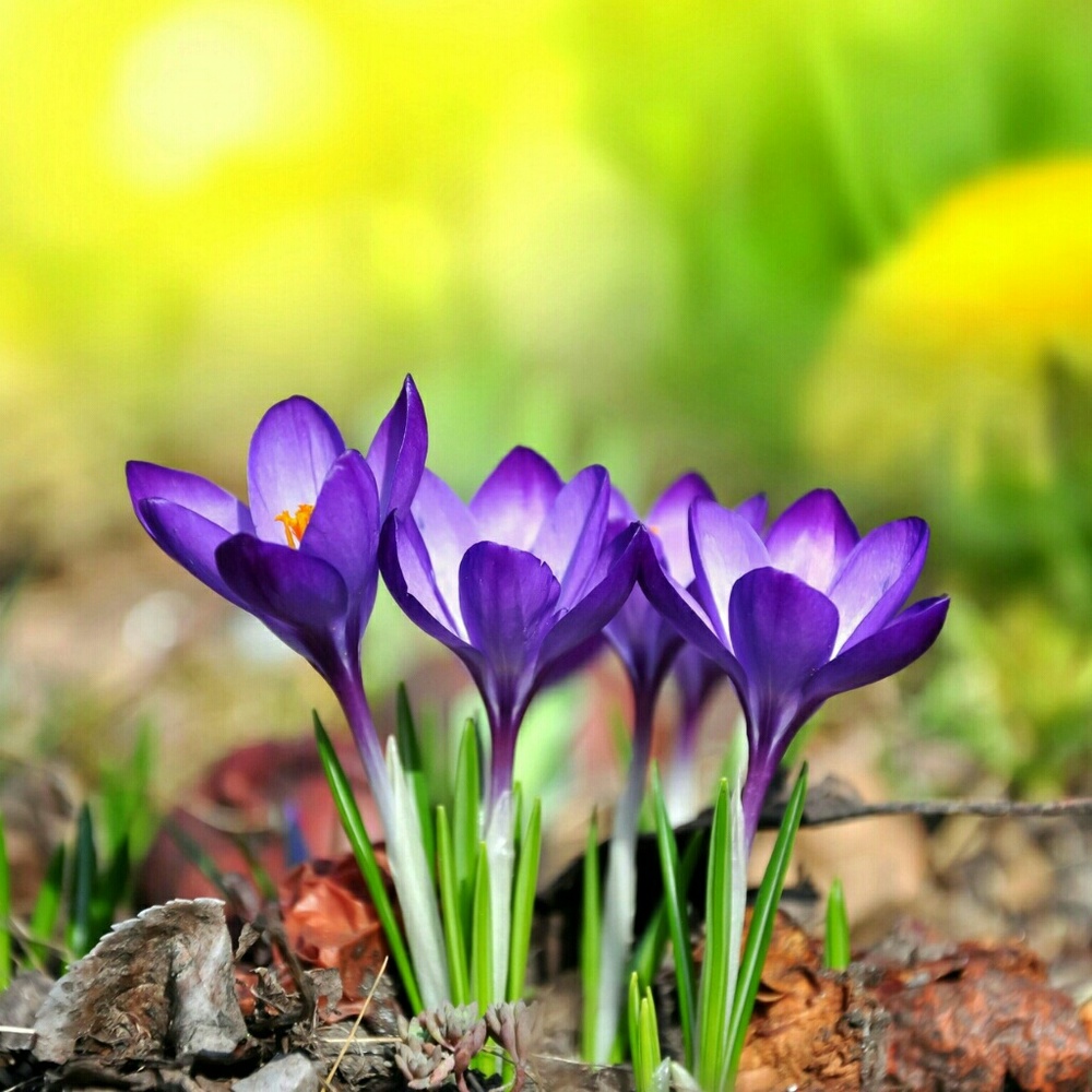 Meet your Posher, Autumn