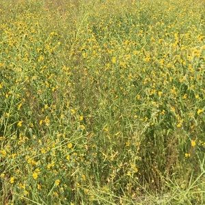 Meet your Posher, Nevahe