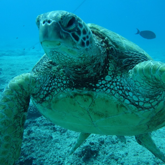 Meet your Posher, Mahina - Picture 1 of 1