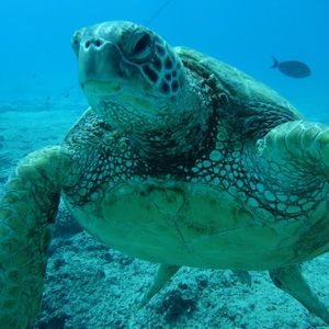 Meet your Posher, Mahina