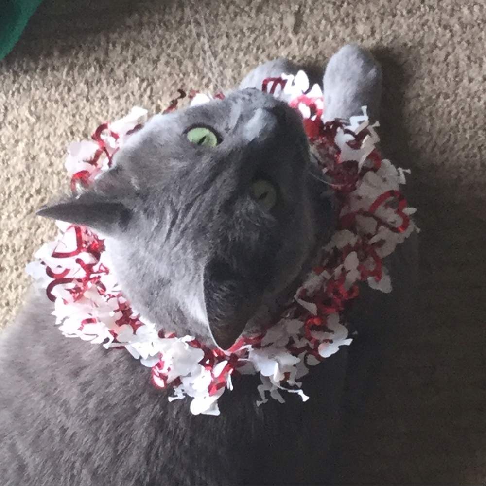 Meet your Posher, Michaela