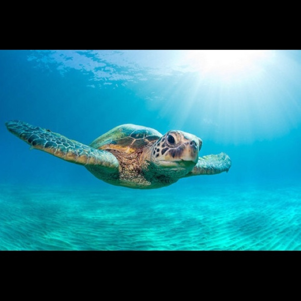 Meet your Posher, Stefanie