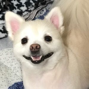 Meet your Posher, Ana