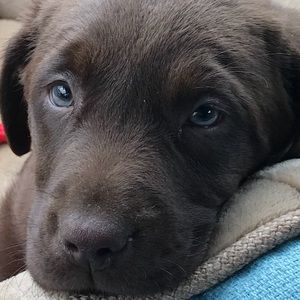 Meet your Posher, Brandon