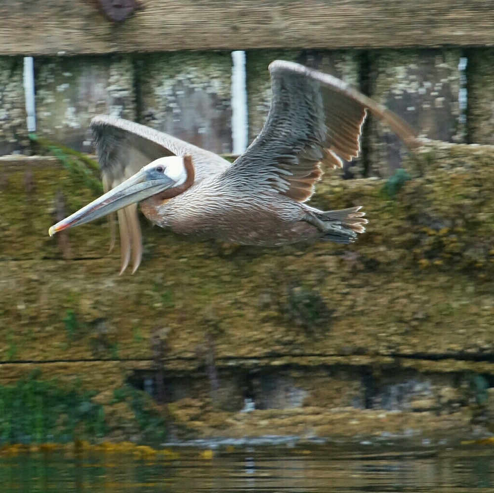 Meet your Posher, Angie