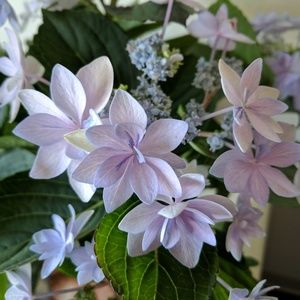 Meet your Posher, Becky