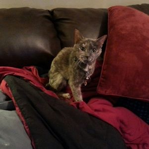 Meet your Posher, Annice