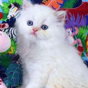 Meet your Posher, Robyn