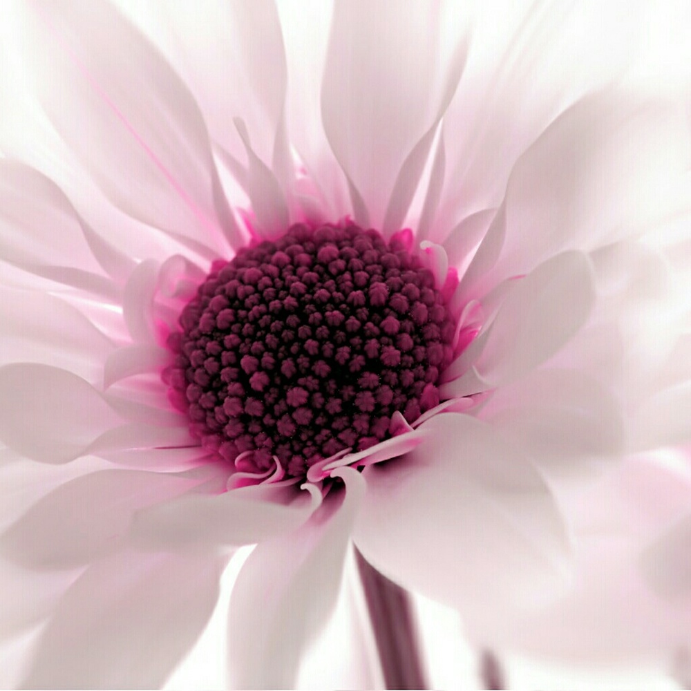 Meet your Posher, Molly