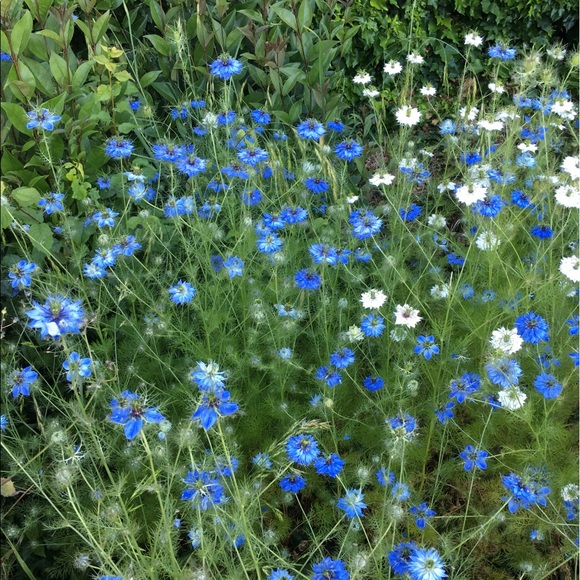 Meet your Posher, 🍀 Trude🍀 - Picture 3 of 3