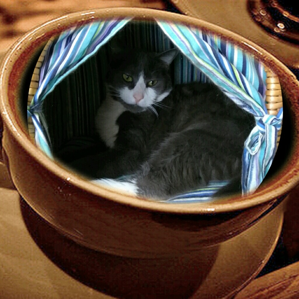 Meet your Posher, Lolita