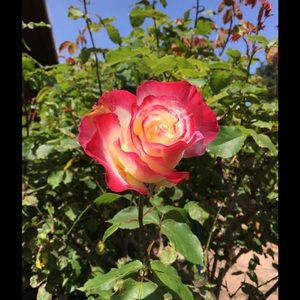 Meet your Posher, Pilar