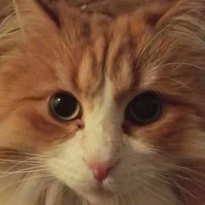 Meet your Posher, Pim