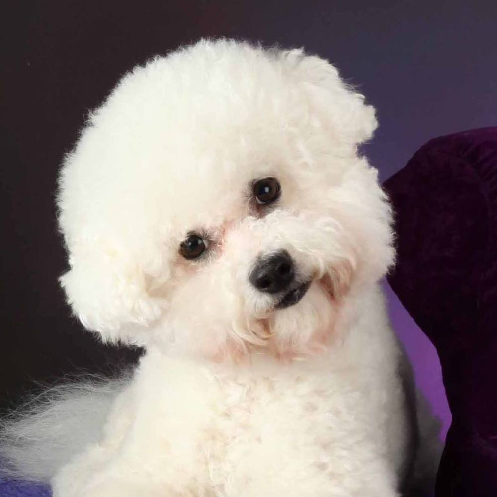 Meet your Posher, Cherie