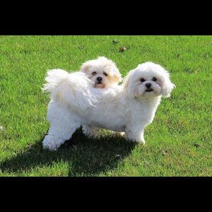 Meet your Posher, Renee