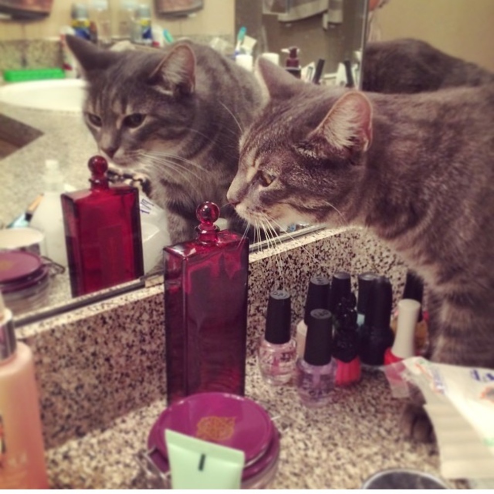 Meet my cat - Delilah!