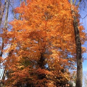 Meet your Posher, Dennis