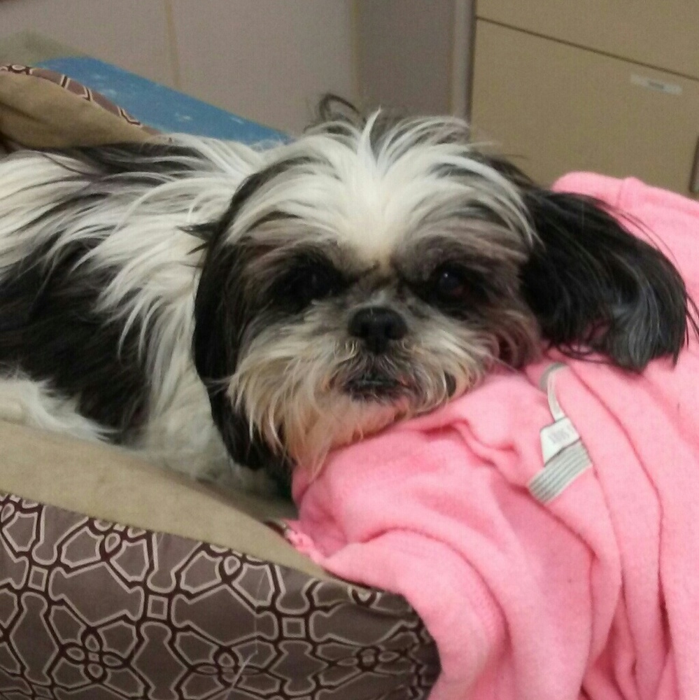 💔R.I.P.~Lee-Ling🐾