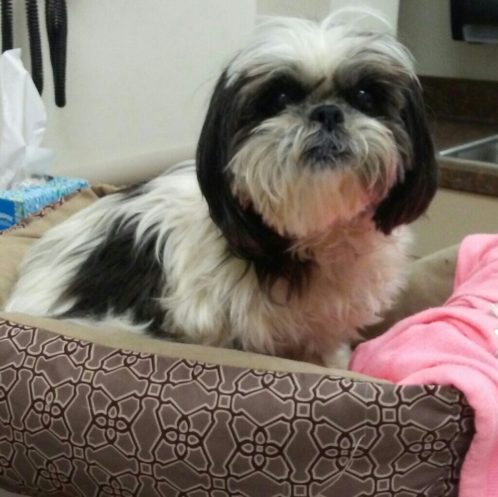 💔R.I.P.~Lee-Ling🐾 - Picture 2 of 8