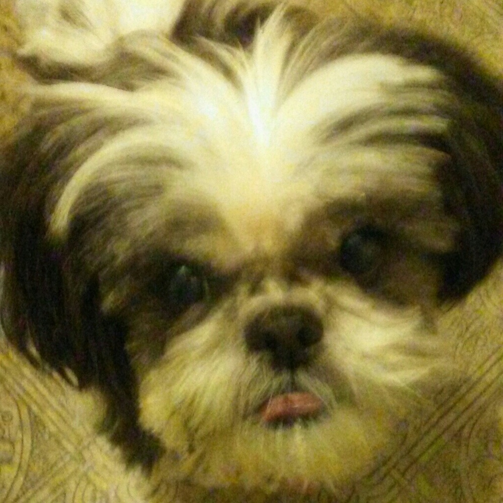 💔R.I.P.~Lee-Ling🐾 - Picture 3 of 8