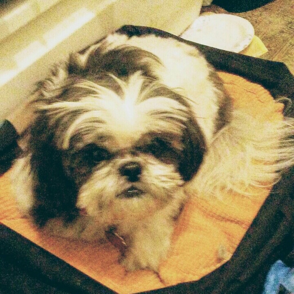 💔R.I.P.~Lee-Ling🐾 - Picture 4 of 8