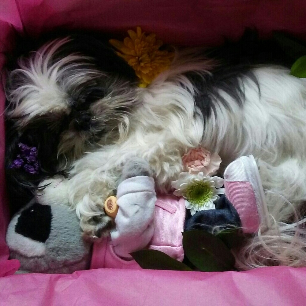 💔R.I.P.~Lee-Ling🐾 - Picture 5 of 8