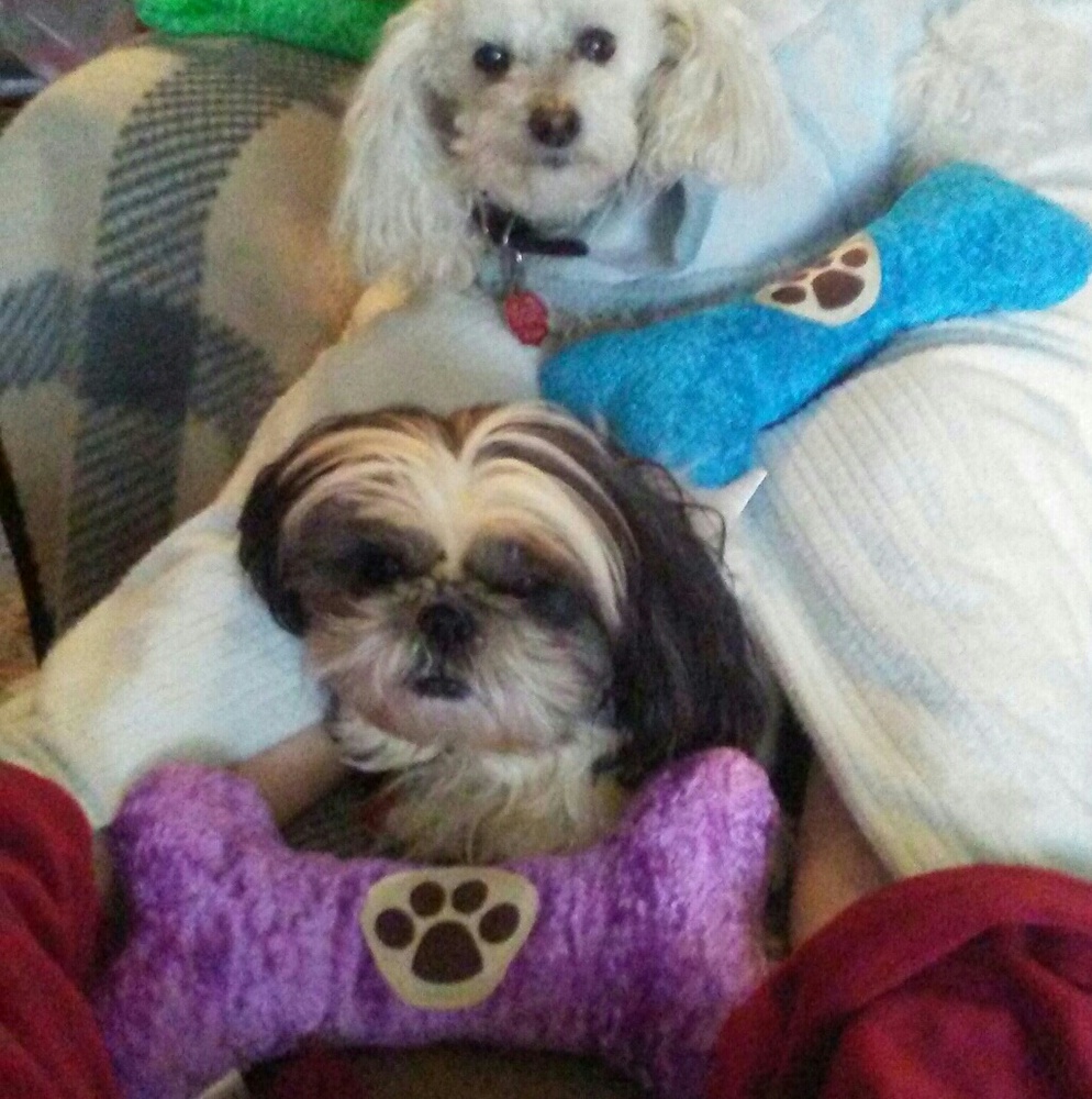 💔R.I.P.~Lee-Ling🐾 - Picture 7 of 8
