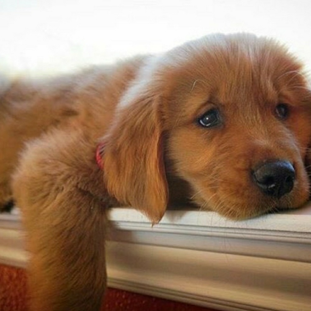 Meet your Posher, Omaira