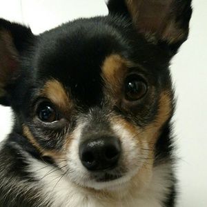 Meet your Posher, Shelby