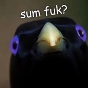 Meet your Posher, Pauley