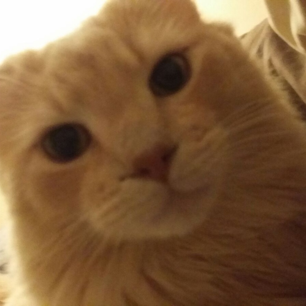 Meet your Posher, Moxie