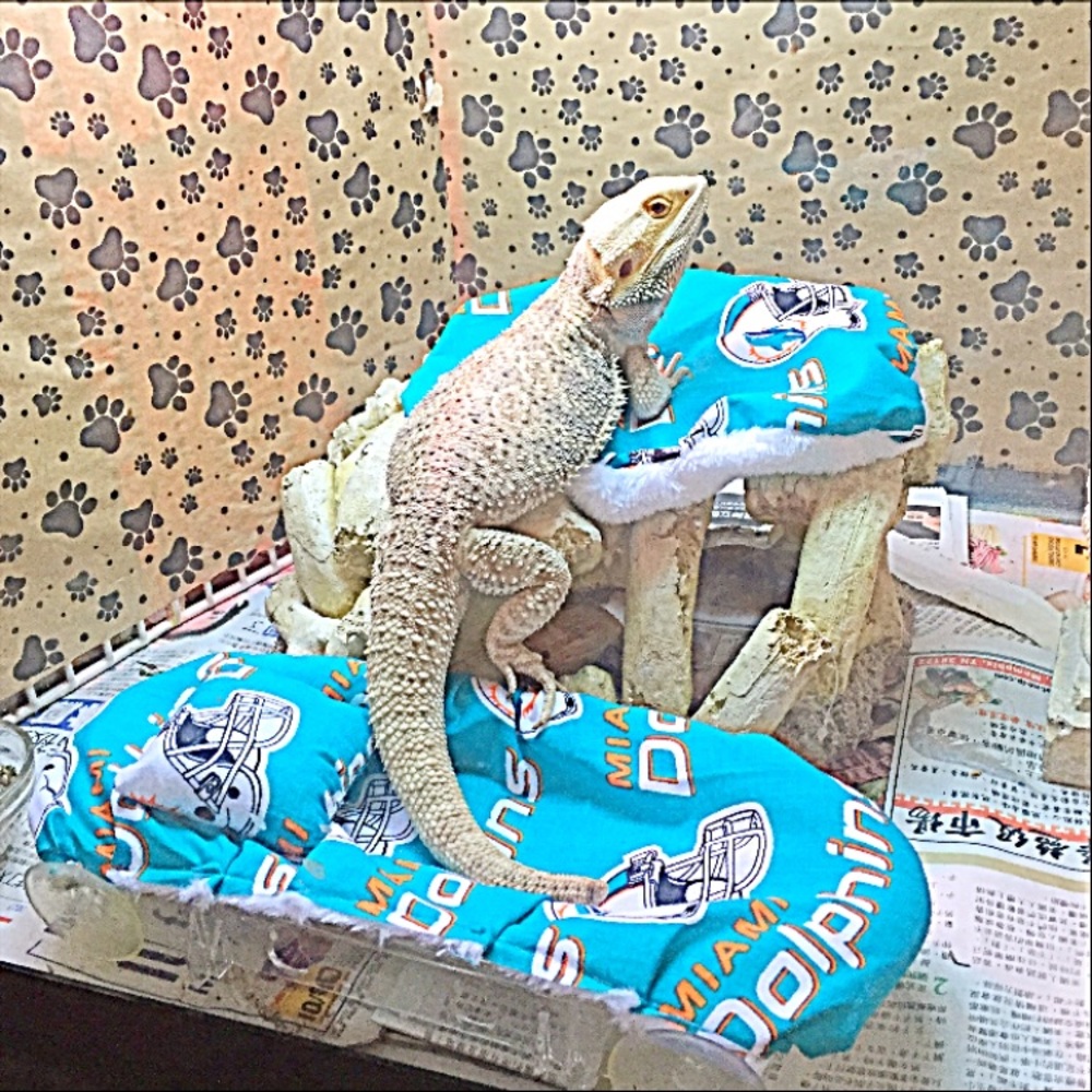 BEARDED DRAGON NEW ATTACHABLE RESTING COVERS
